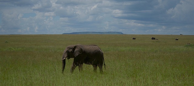 Selous Game Reserve