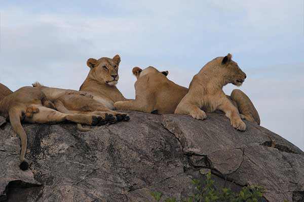 Ngorongoro Crater Tour