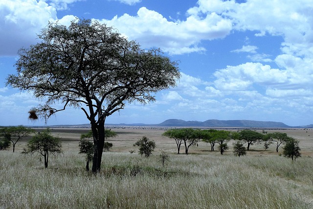 Health precautions for safaris