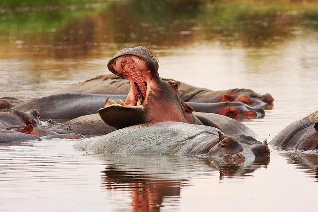 What is the wildlife experience like?