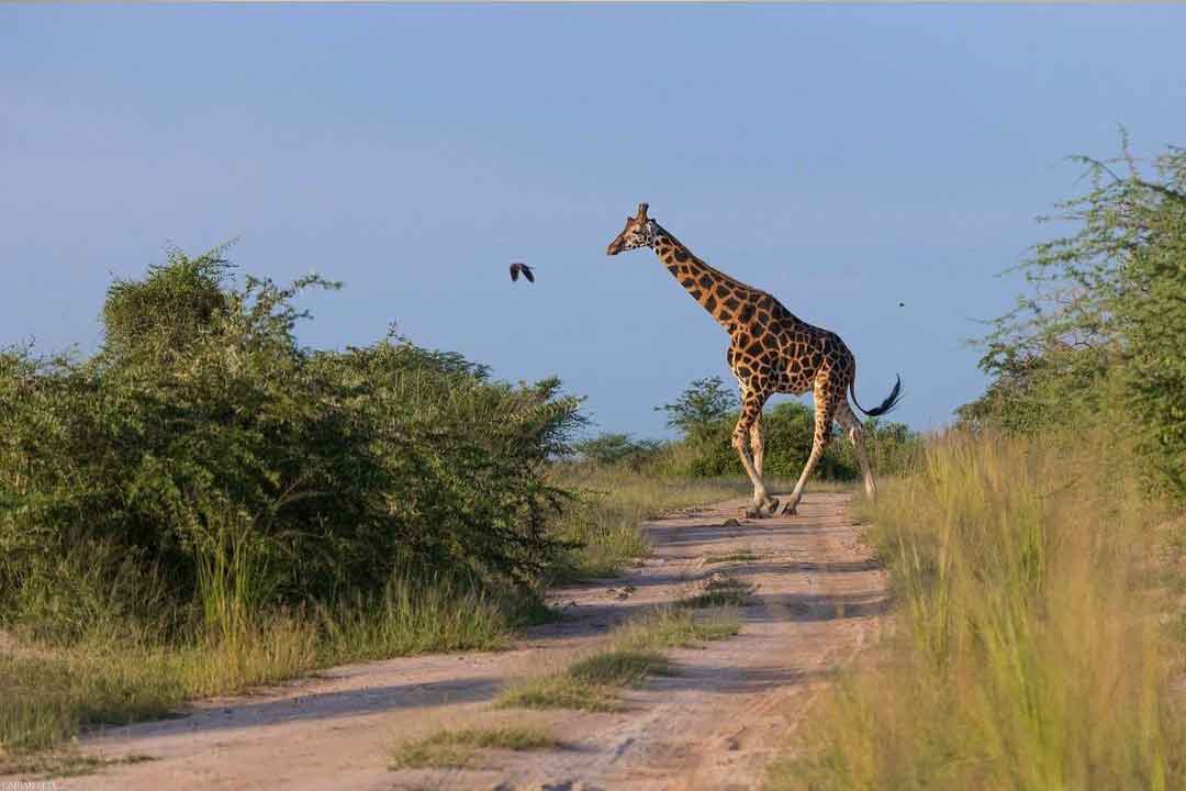 Mikumi National Park (2 Days) gallery image