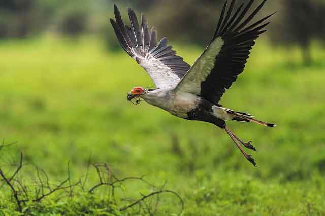Mikumi National Park (2 Days) gallery image