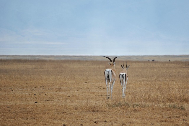 Tarangire National Park gallery image