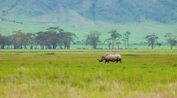 Ngorongoro  National Park tours main image