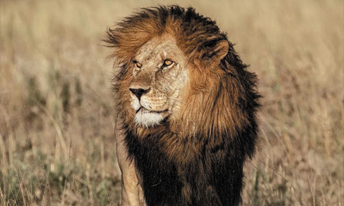 Mikumi - Ruaha  and Udzungwa mountains National Parks tour adventure. main image