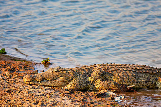 Manyara, Ndutu, Serengeti, Ngorongoro & Tarangire Safaris main image