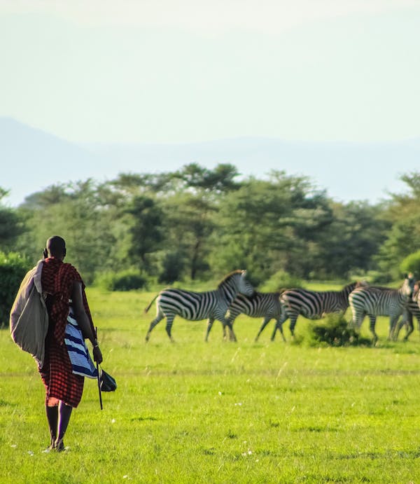 Mikumi, Ruaha & Udzungwa Mountains Safaris main image