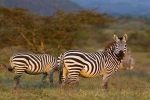 Arusha, Tarangire, Serengeti, Ngorongoro Crater & Lake Manyara main image