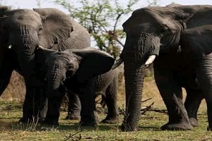 Mikumi - Ruaha  and Udzungwa mountains National Parks tour adventure. main image