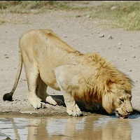 Arusha, Serengeti and Mikumi Safaris