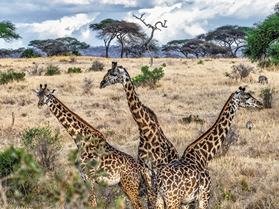 Arusha - Serengeti - Ngorongoro Crater Safari main image