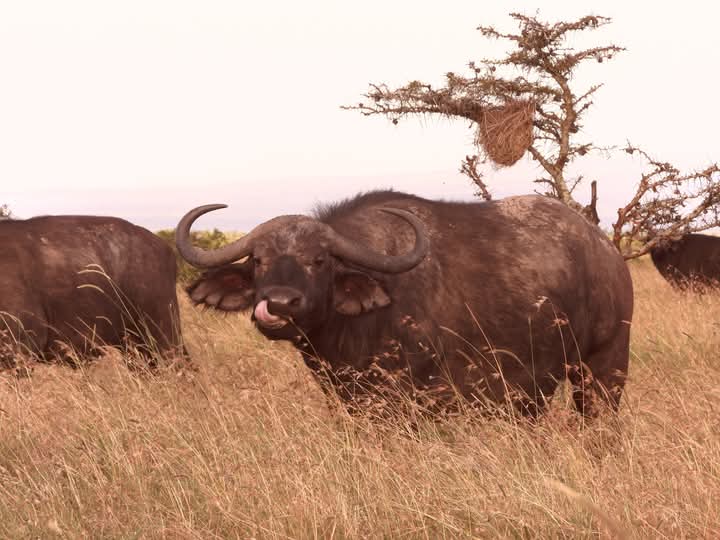 Tarangire and Serengeti National Park main image