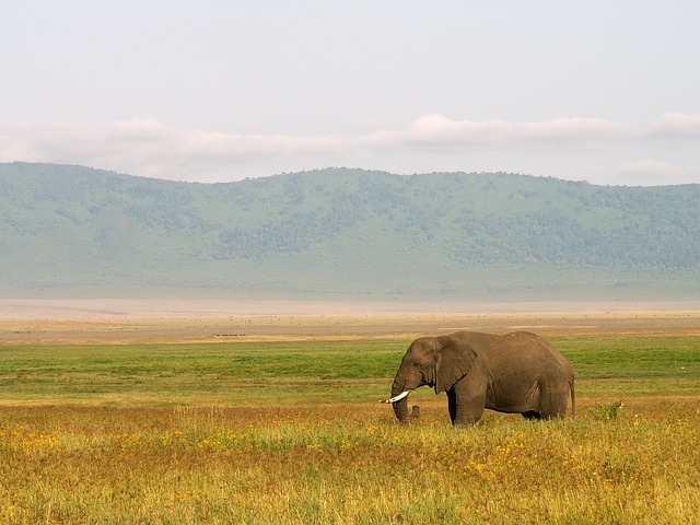 Lake Manyara, Tarangire - Ngorongoro Crater main image
