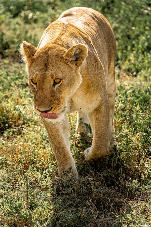 Arusha & Ngorongoro Crater main image