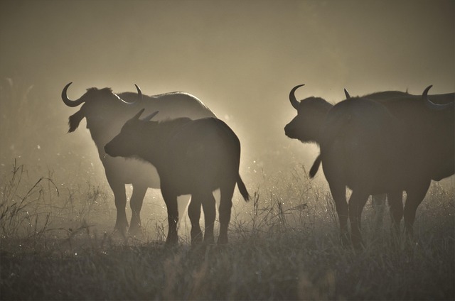 Arusha - Tarangire National park safaris main image