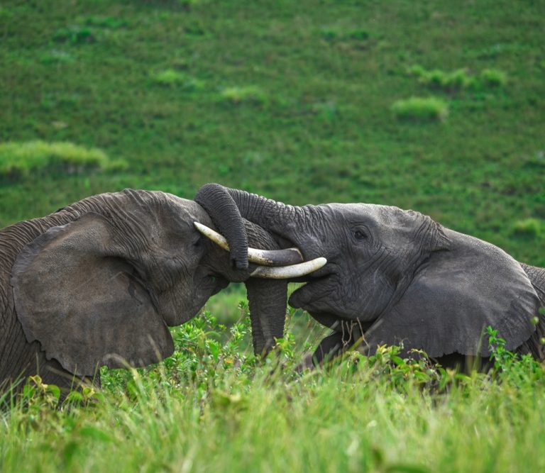 Lake Manyara, Lake Natron, Serengeti, Ngorongoro National park and Tarangire. gallery image