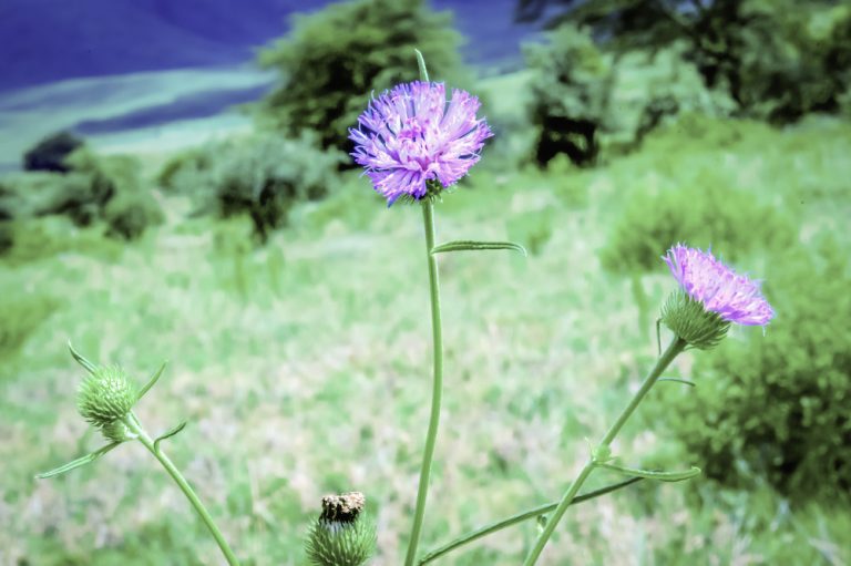 Lake Manyara, Lake Natron, Serengeti, Ngorongoro National park and Tarangire. main image