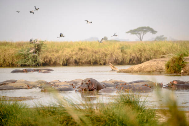 The best Nyerere, Mikumi, Ruaha and Udzungwa Mountains gallery image