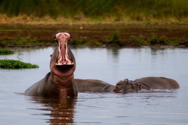 Mikumi National Park - Tanzania Safaris main image