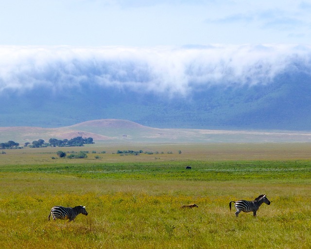 Mikumi National Park - Tanzania Safaris main image