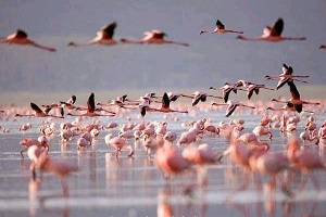 The Best Lake Natron Safaris