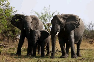 Saadani National park safaris