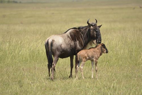 Lake Manyara & Serengeti Safari