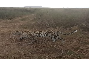 Manyara - Serengeti - Ngorongoro Safari main image