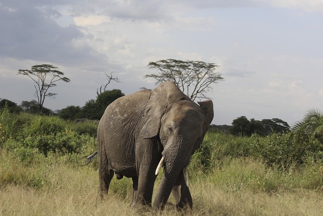 Tarangire, Lake Manyara, Lake Natron, Serengeti, Ngorongoro Crater, and Lake Eyasi main image