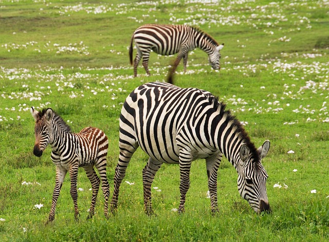 Tarangire, Lake Manyara, Lake Natron, Serengeti, Ngorongoro Crater, and Lake Eyasi main image