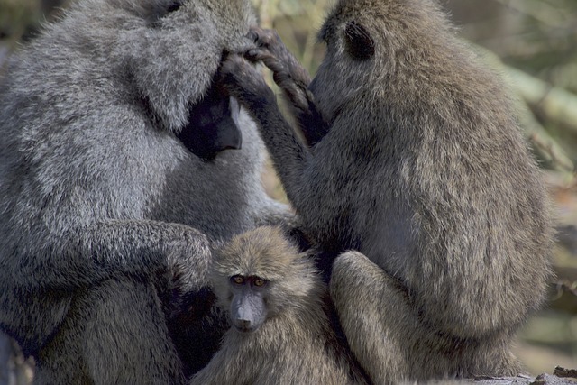 Tarangire and Serengeti National Park gallery image