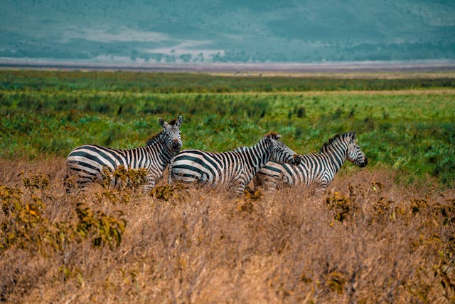 Tanzania Safari Adventure: Serengeti, Ngorongoro Crater & Tarangire National Parks main image