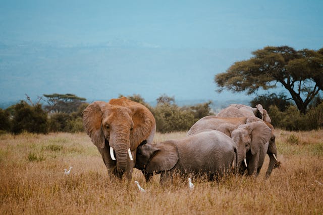 Arusha - Tarangire - Serengeti - Ngorongoro Tours main image
