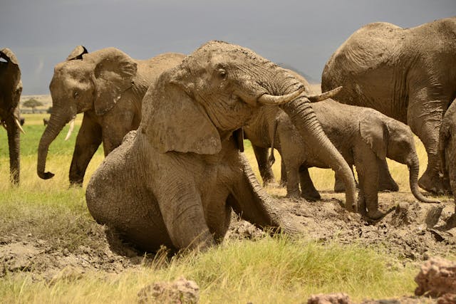 Lake Manyara, Tarangire, Serengeti, & Ngorongoro main image