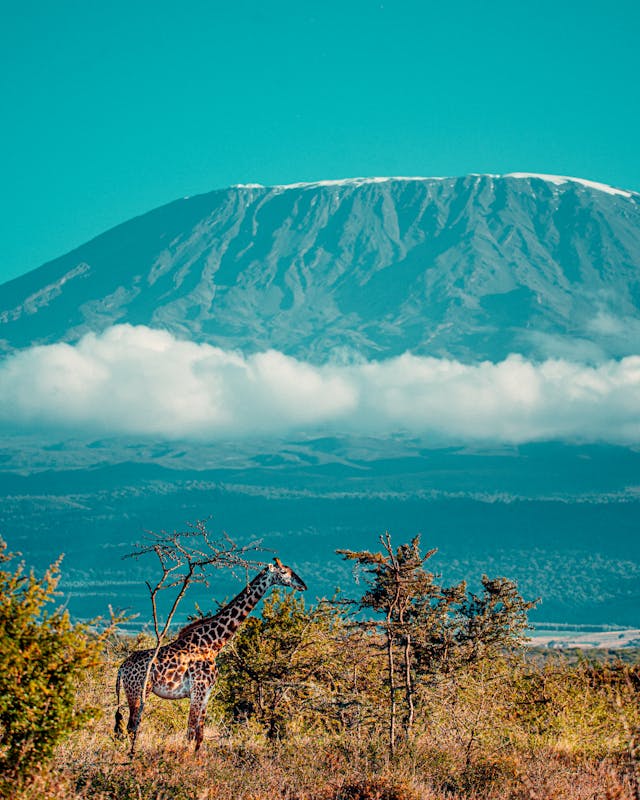 Northern Circuit Kilimanjaro trekking main image