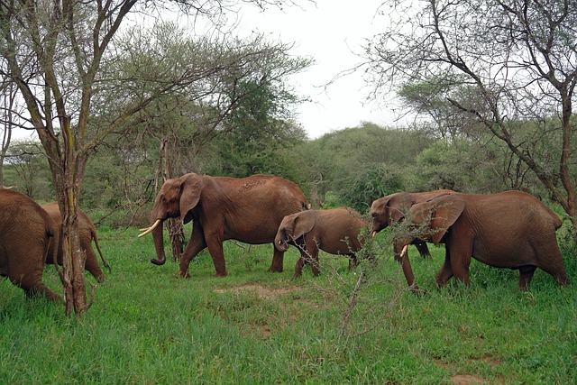 Mikumi National Park (2 Days)