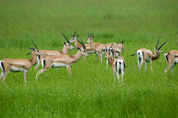 Tarangire and Serengeti National Park main image
