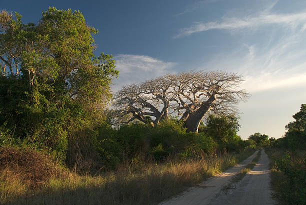 Tarangire - Ndutu Migration & Ngorongoro Crater Safari main image
