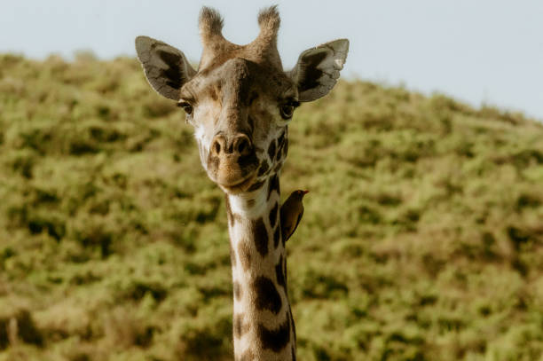 Tarangire - Ndutu Migration & Ngorongoro Crater Safari gallery image
