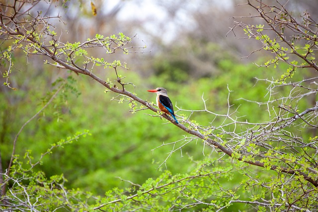 Tarangire - Ndutu Migration & Ngorongoro Crater Safari gallery image