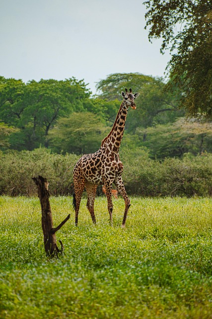 Tarangire - Ndutu Migration & Ngorongoro Crater Safari gallery image