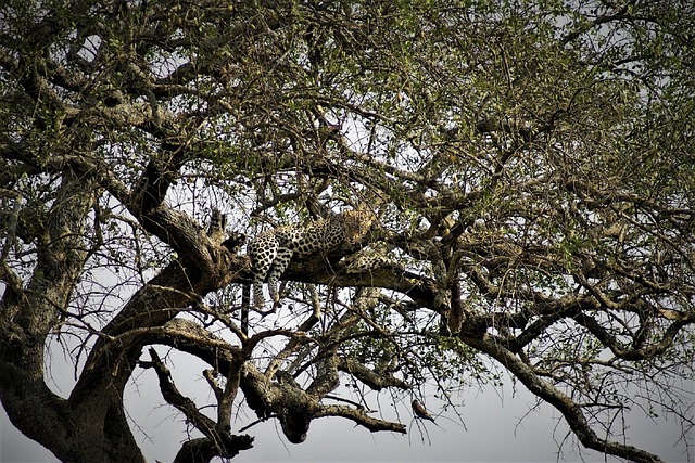Mikumi, Ruaha & Udzungwa Mountains Safaris