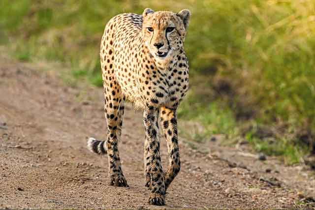 Arusha - Tarangire National park safaris gallery image