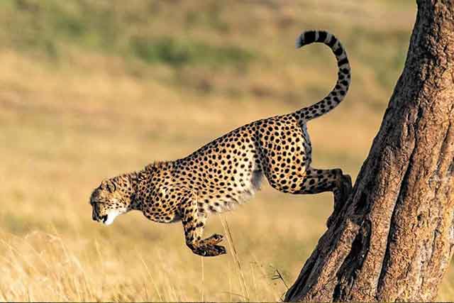 Arusha - Tarangire National park safaris gallery image