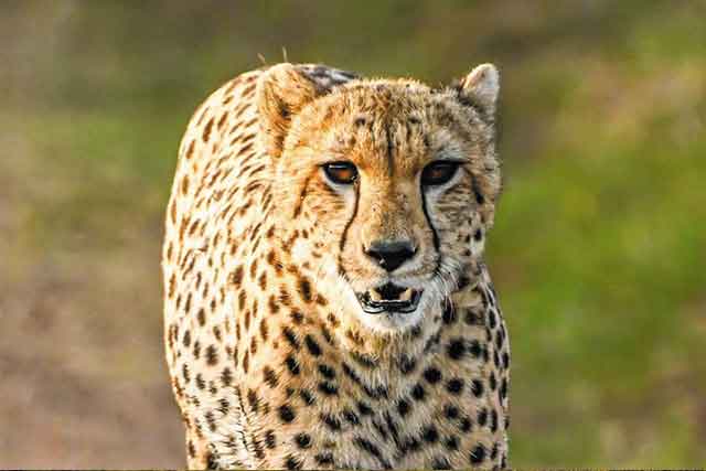 Arusha - Tarangire National park safaris gallery image