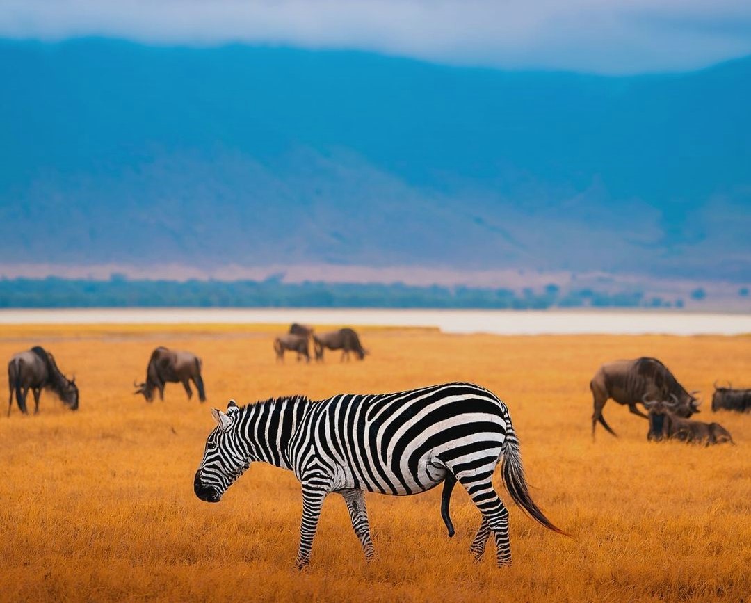 Arusha & Ngorongoro Crater gallery image