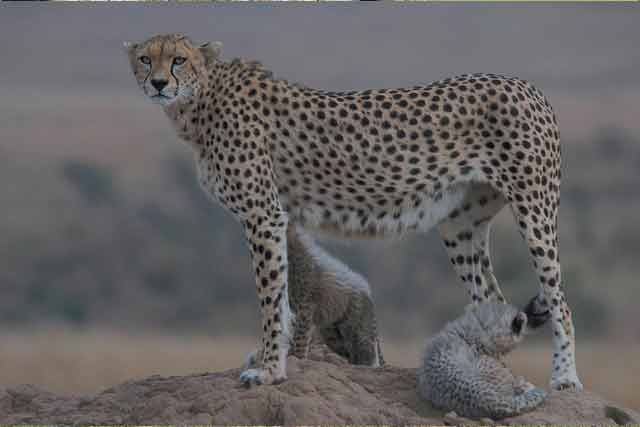 Lake Manyara & Serengeti Safari gallery image