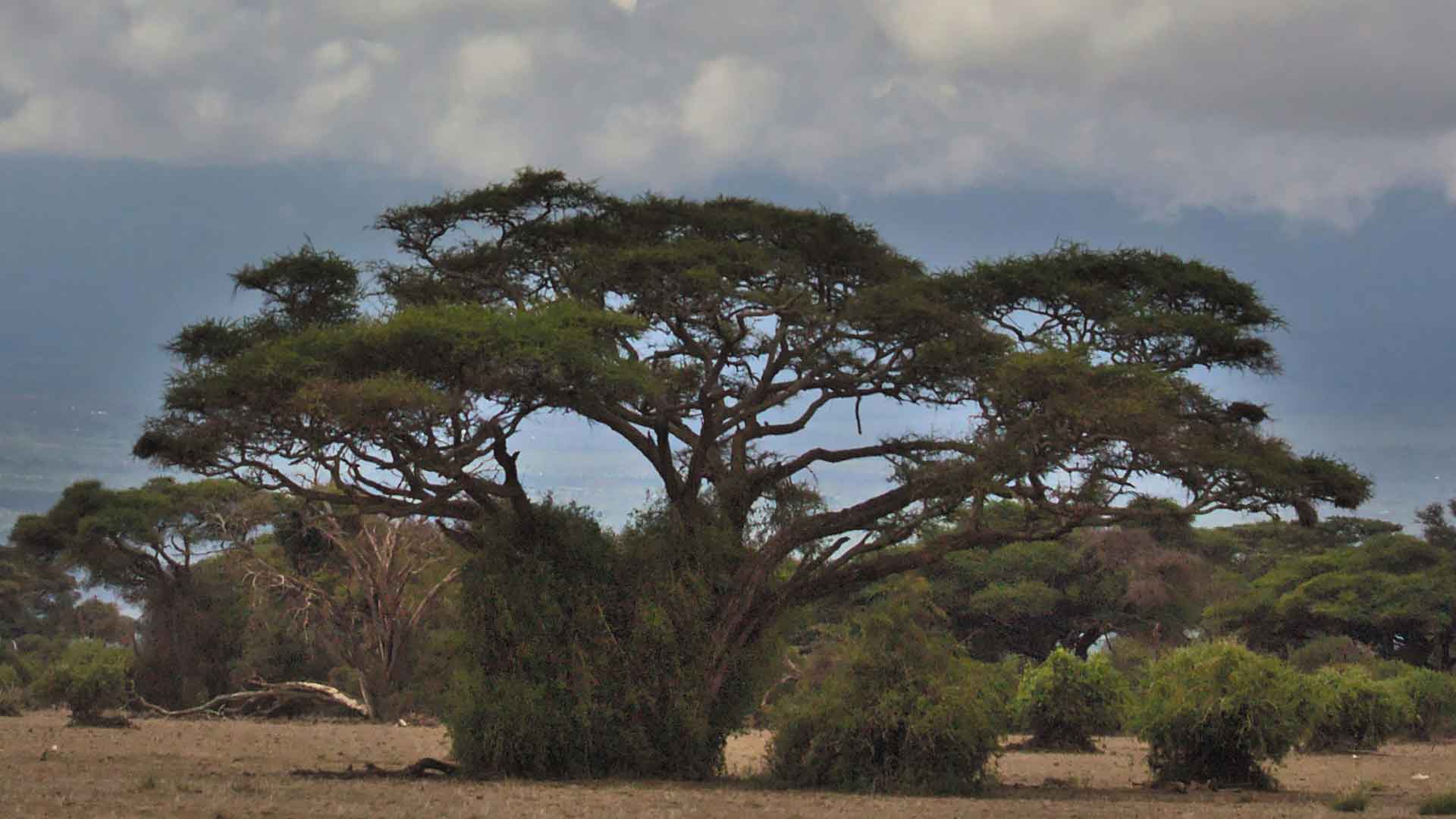 Lake Manyara & Serengeti Safari gallery image