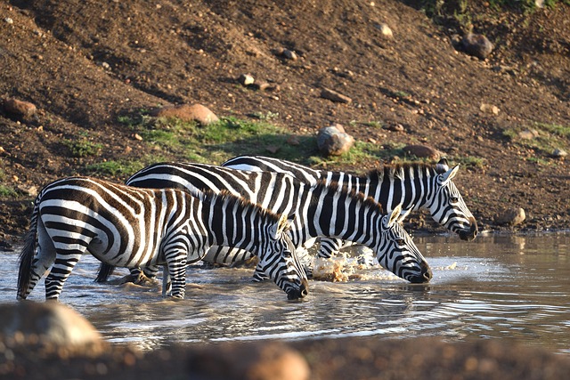 Lake Manyara & Serengeti Safari gallery image
