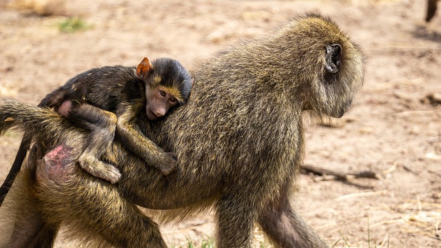 Lake Manyara National Park additional image